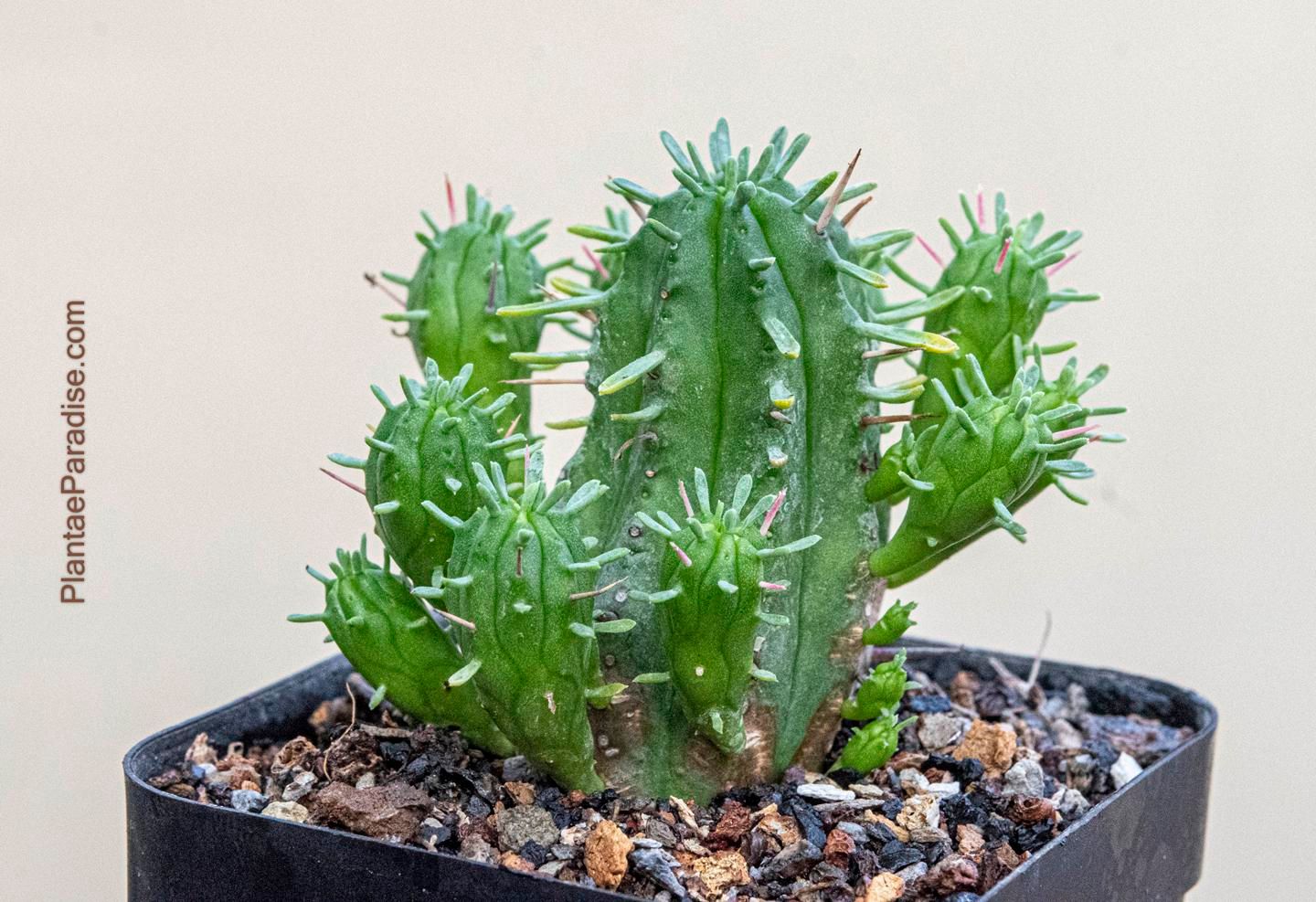 Euphorbia ferox hybrid Euphorbia ferox hybrid