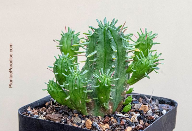 Euphorbia ferox hybrid Euphorbia ferox hybrid