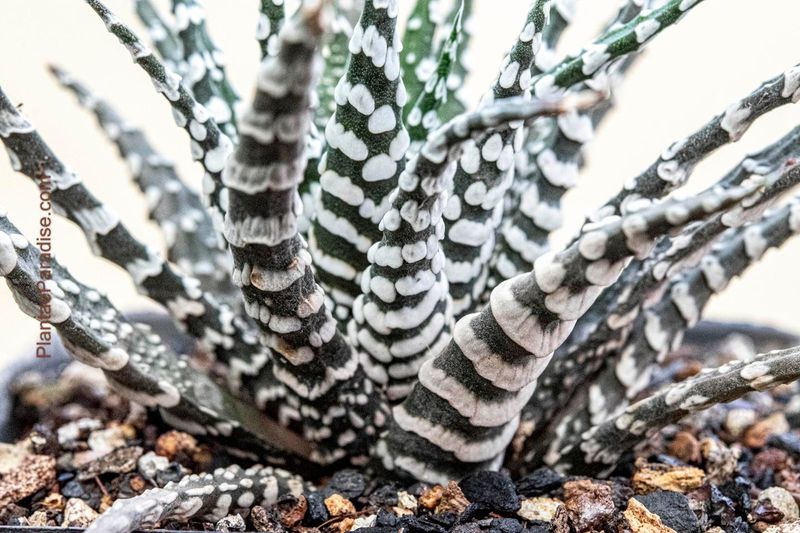 Haworthia attenuata cv Zebra ( Broad Band) Haworthia attenuata cv Zebra ( Broad Band)