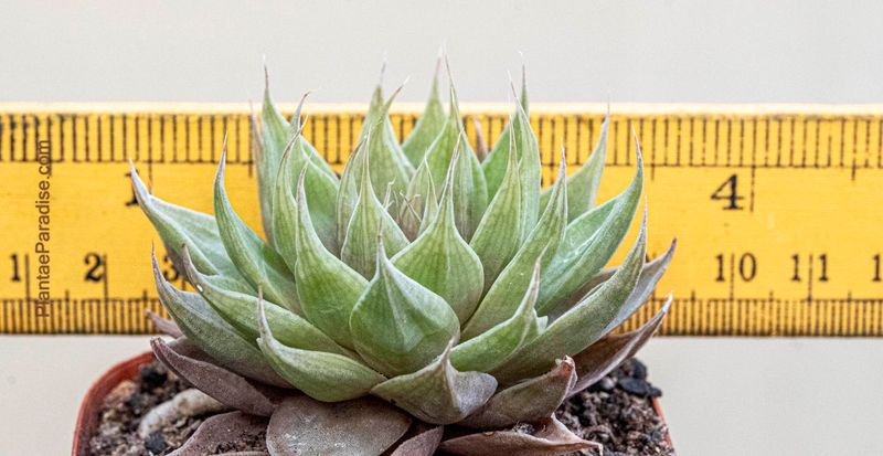 Haworthia cymbiformis