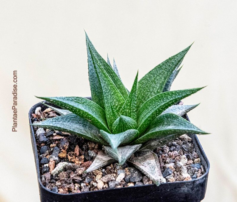 Haworthia limifolia Marloth 1908 Haworthia limifolia Marloth 1908