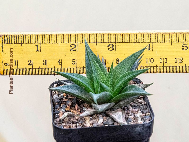 Haworthia limifolia Marloth 1908