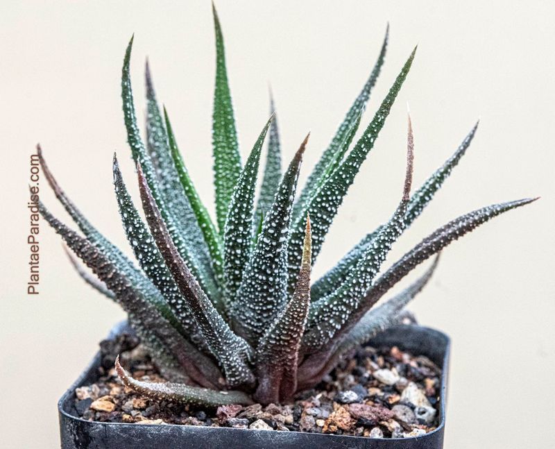 Haworthia fasciata cv concolor Haworthia fasciata cv concolor