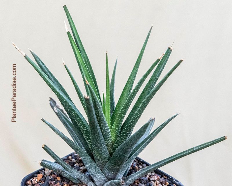 Haworthia longiana Gamtoos River Valley front view, different angle