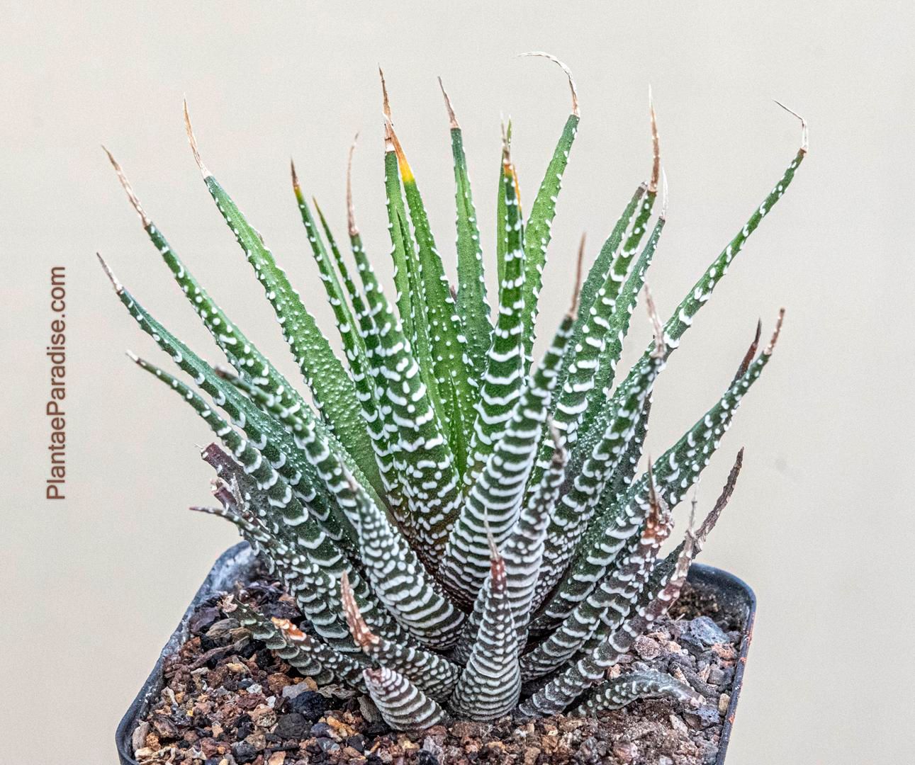 Haworthia attenuata (Zebra Plant) Haworthia attenuata (Zebra Plant)