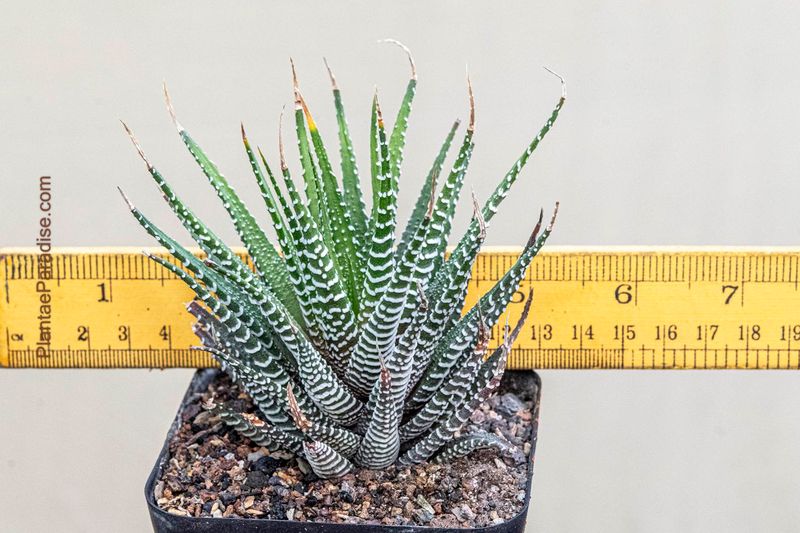 Haworthia attenuata (Zebra Plant)