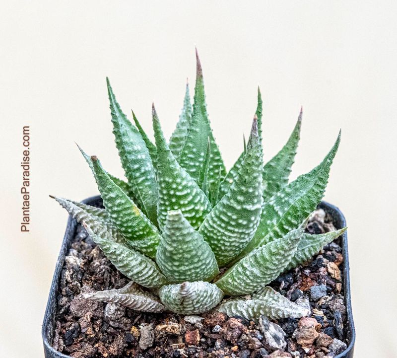 Haworthia limifolia striata