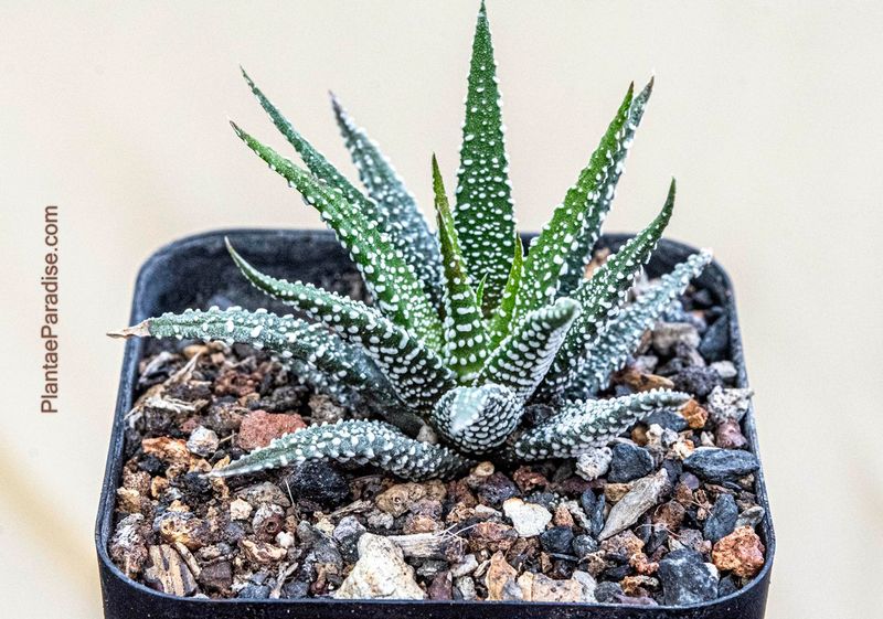 Haworthia fasciata 'Concolor Zebra Plant' Haworthia fasciata 'Concolor Zebra Plant'