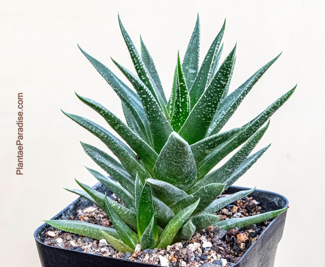 Haworthia herbacea Haworthia herbacea