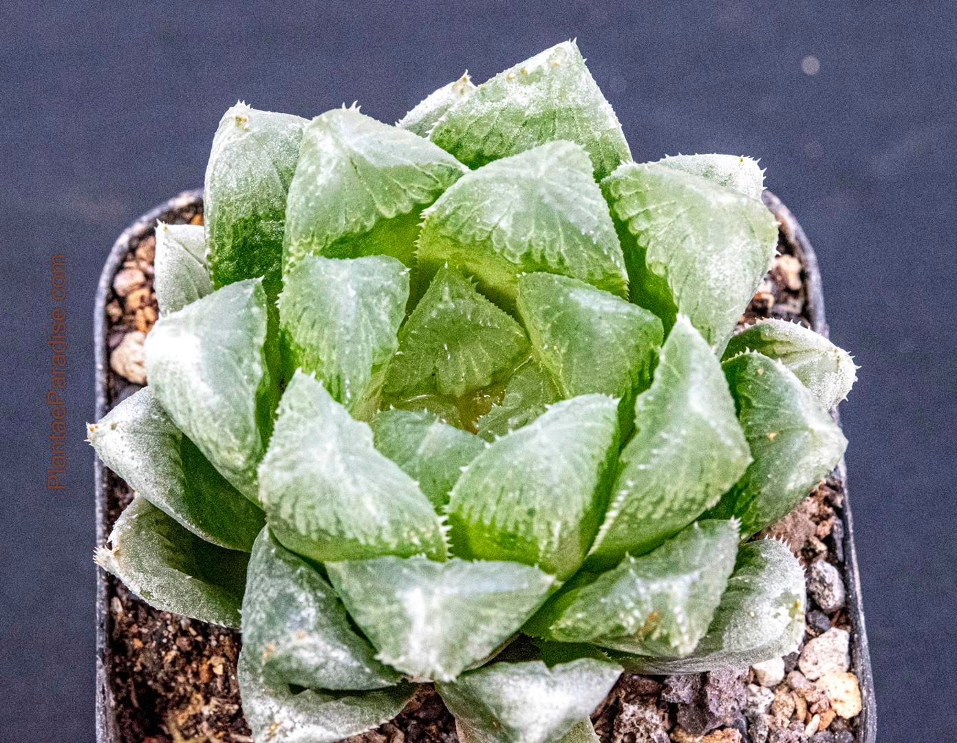 Haworthia cooperi ( salina ), IB8509, The Downs, N2 S. of Coega Haworthia cooperi ( salina ), IB8509, The Downs, N2 S. of Coega