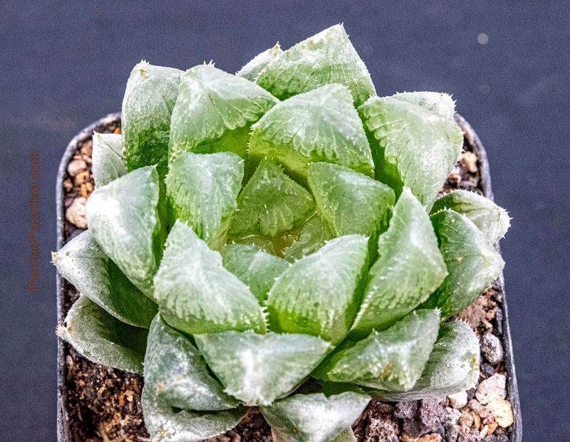 Haworthia cooperi ( salina ), IB8509, The Downs, N2 S. of Coega Haworthia cooperi ( salina ), IB8509, The Downs, N2 S. of Coega