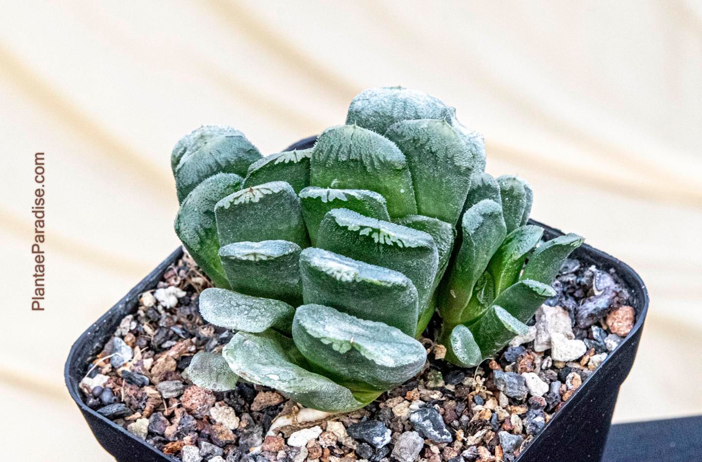 Haworthia maughanii x cooperi (B)