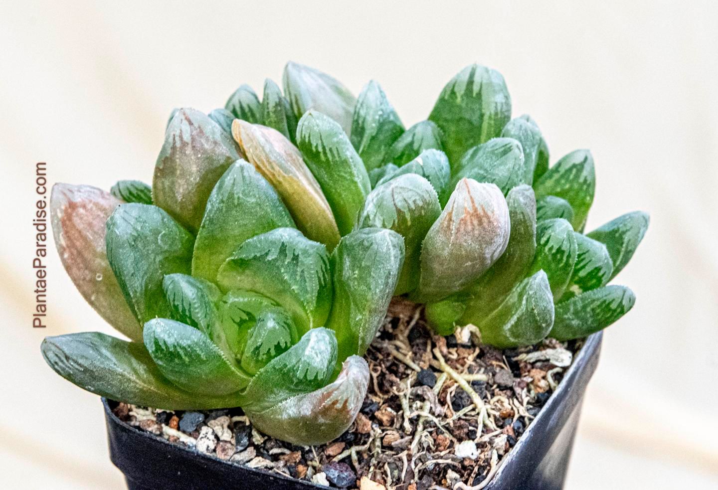 Haworthia‬ cv Midorigame