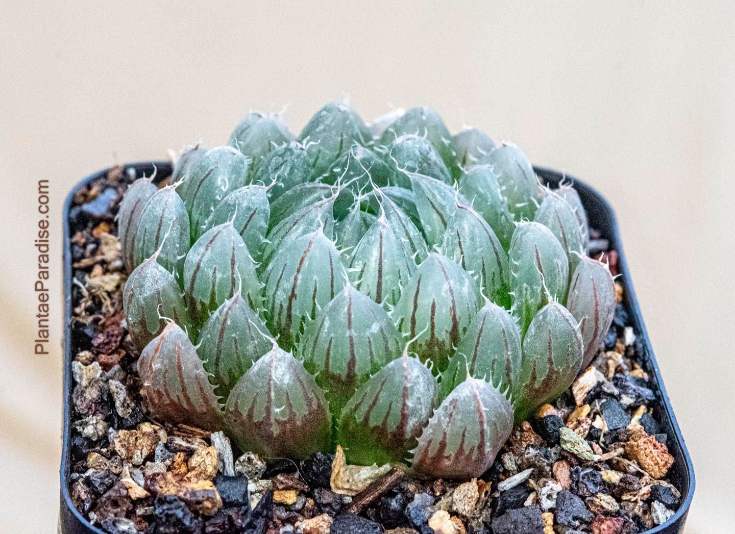 Haworthia cooperi var. gordoniana IB12432