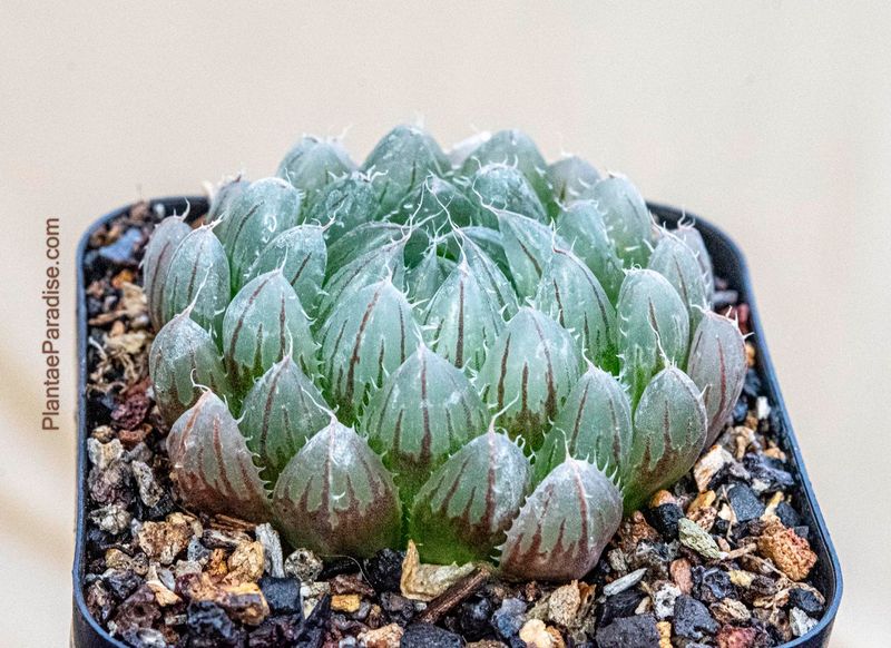 Haworthia cooperi var. gordoniana IB12432 Haworthia cooperi var. gordoniana IB12432