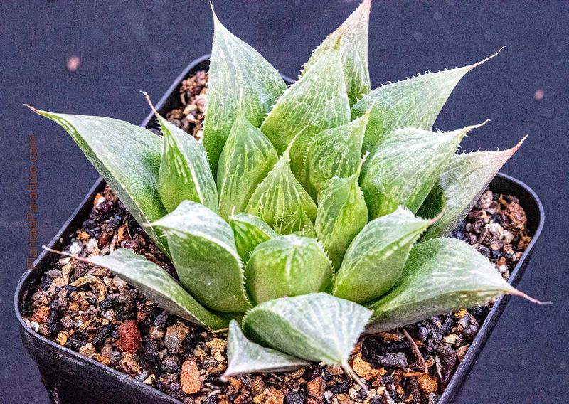 Haworthia maculata top-down view