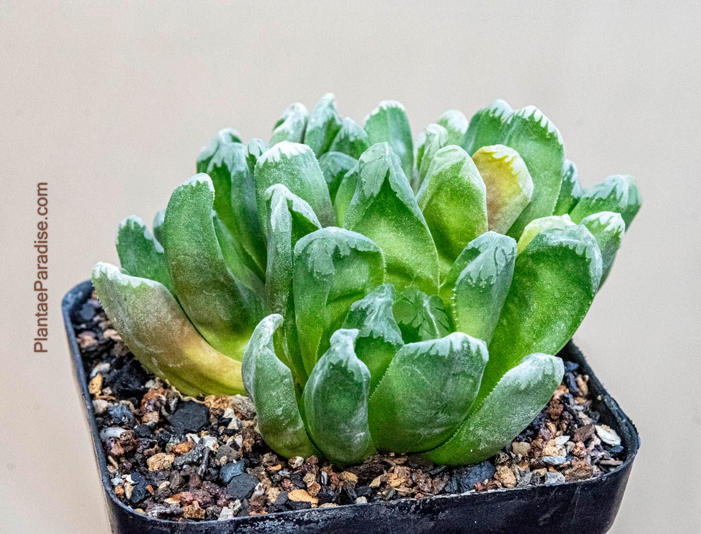 Haworthia truncata var maughanii hybrid Kikuju