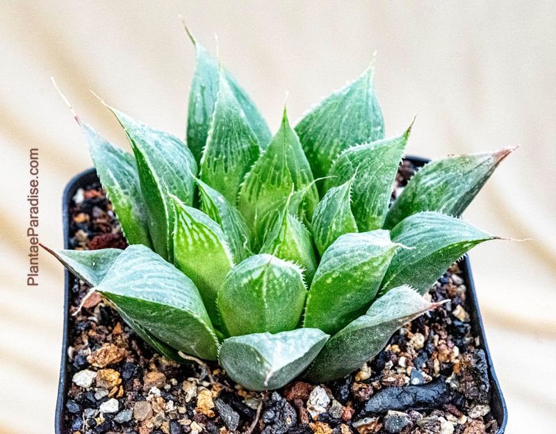 Haworthia maculata front view