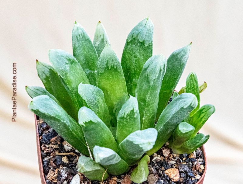 Haworthia 'Harry Johnson ' Hybrid Haworthia 'Harry Johnson ' Hybrid