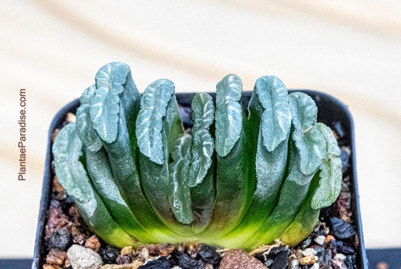 Haworthia truncata (Thin striaght leaved Cultivar) Haworthia truncata (Thin striaght leaved Cultivar)