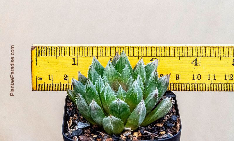 Haworthia bolusii hybrid
