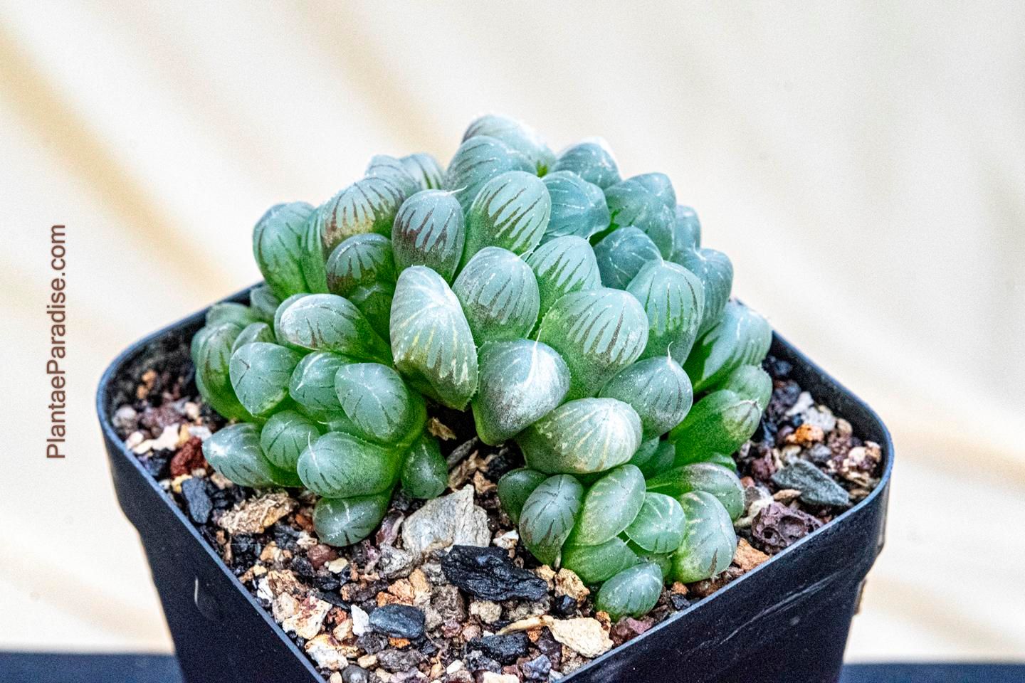 Haworthia cooperi Haworthia cooperi