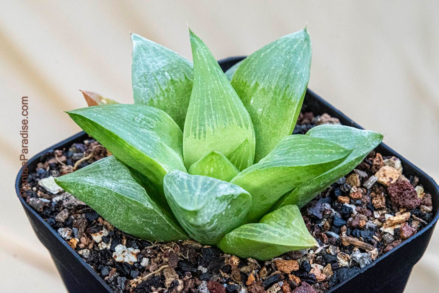 Haworthia retusa ( Thick Leaf clone)