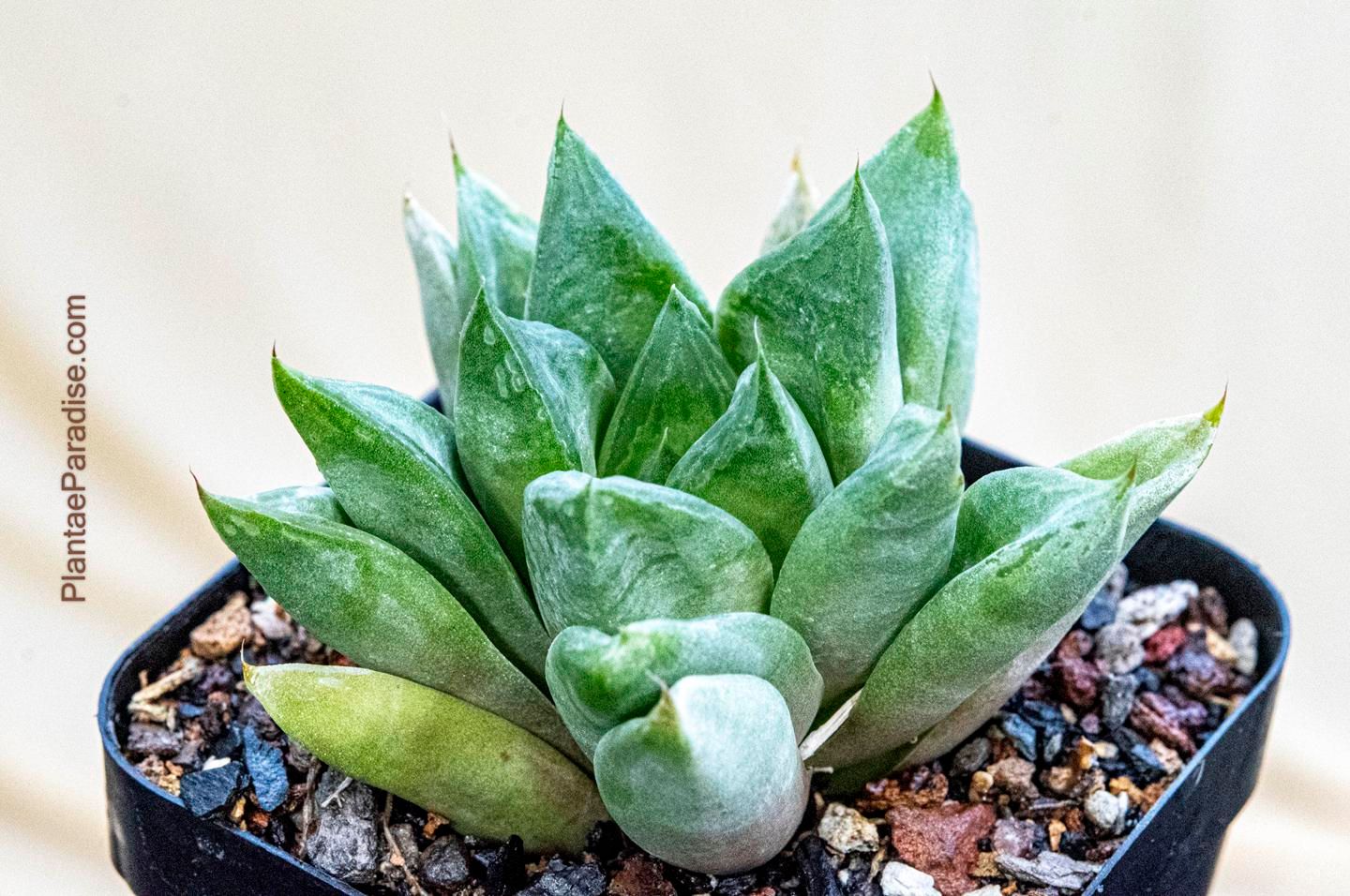 Haworthia cuspidata Haworthia cuspidata