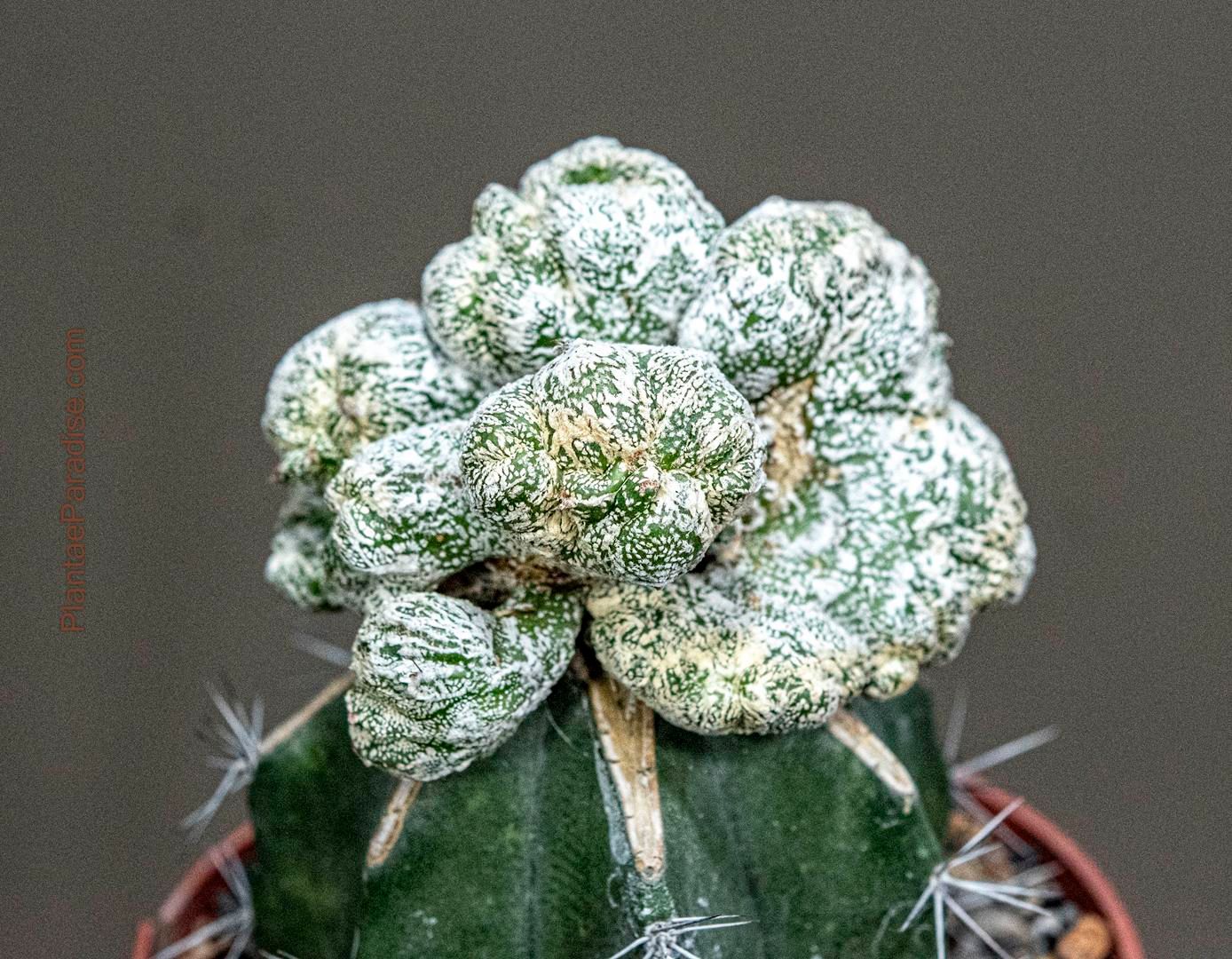 Astrophytum myriostigma Onzuka Crest- TOP VIEW