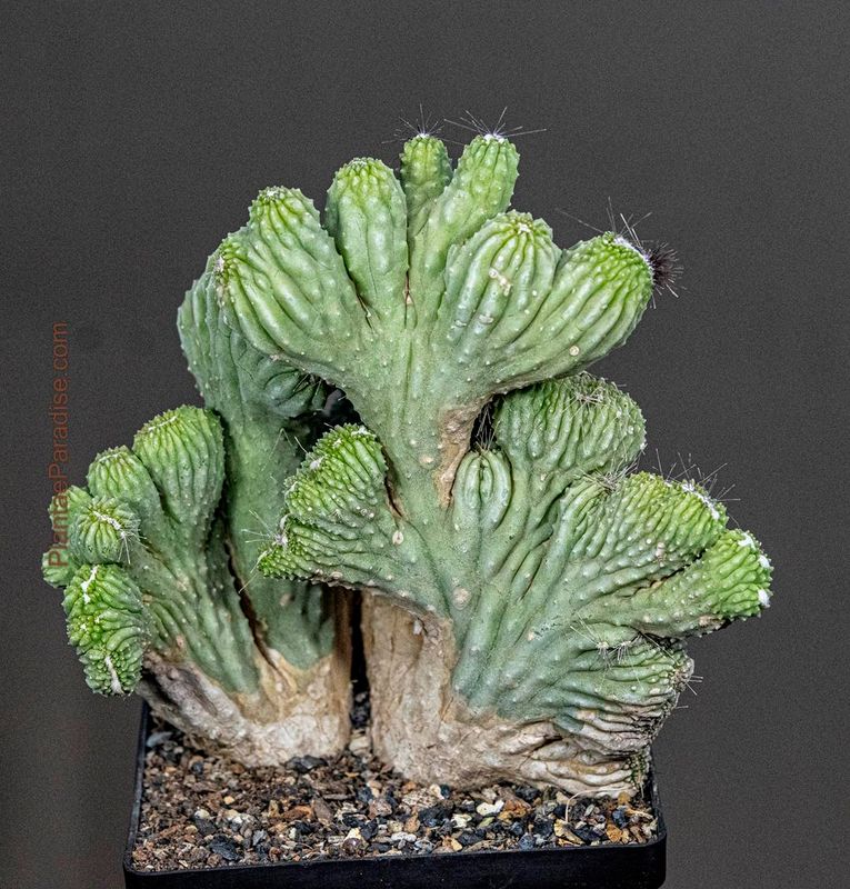 Cereus CV. Wild Crest - Top Viw 