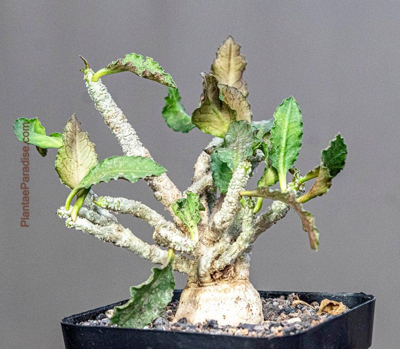 Euphorbia ambovombensis