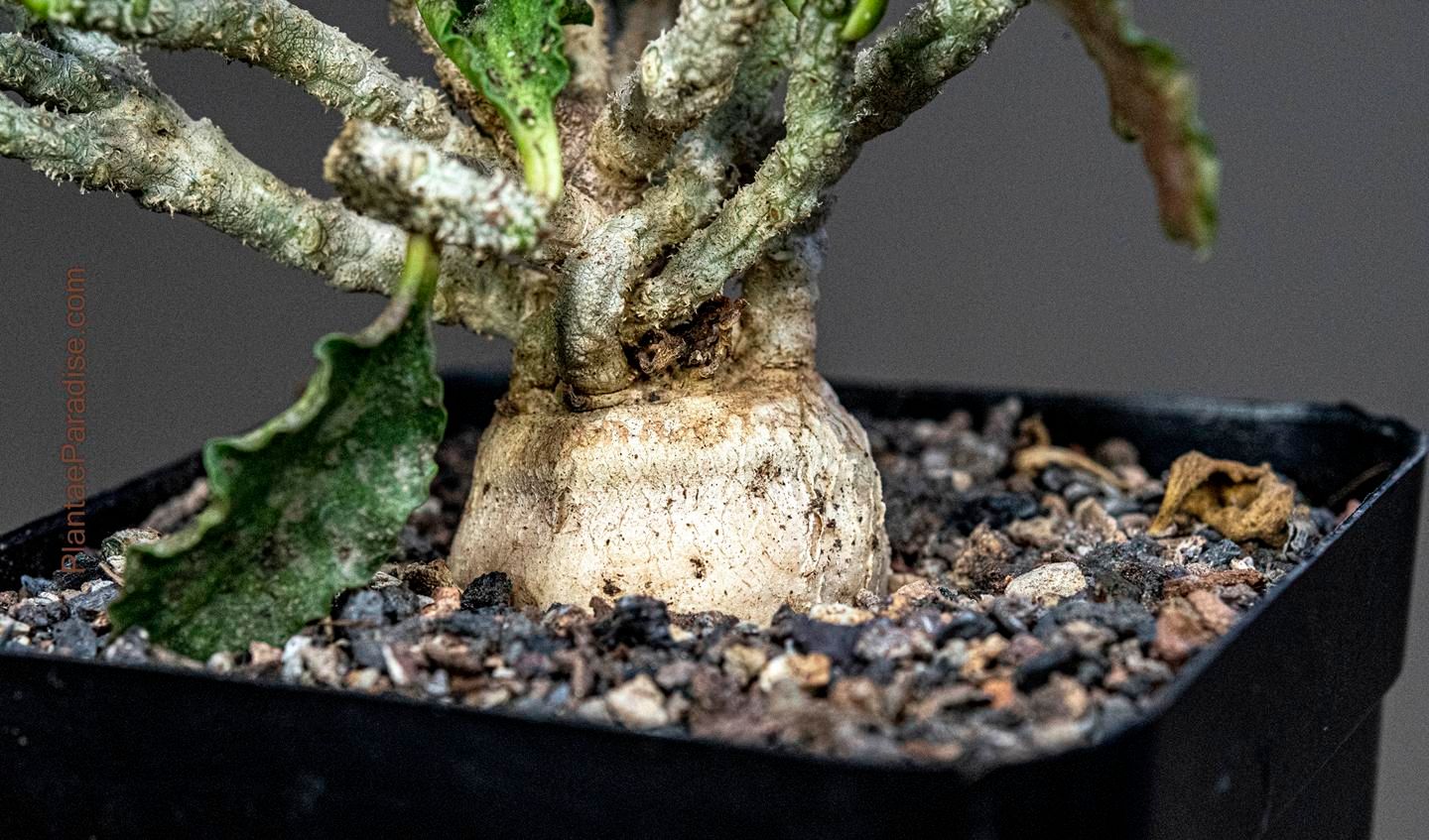 Euphorbia ambovombensis Euphorbia ambovombensis