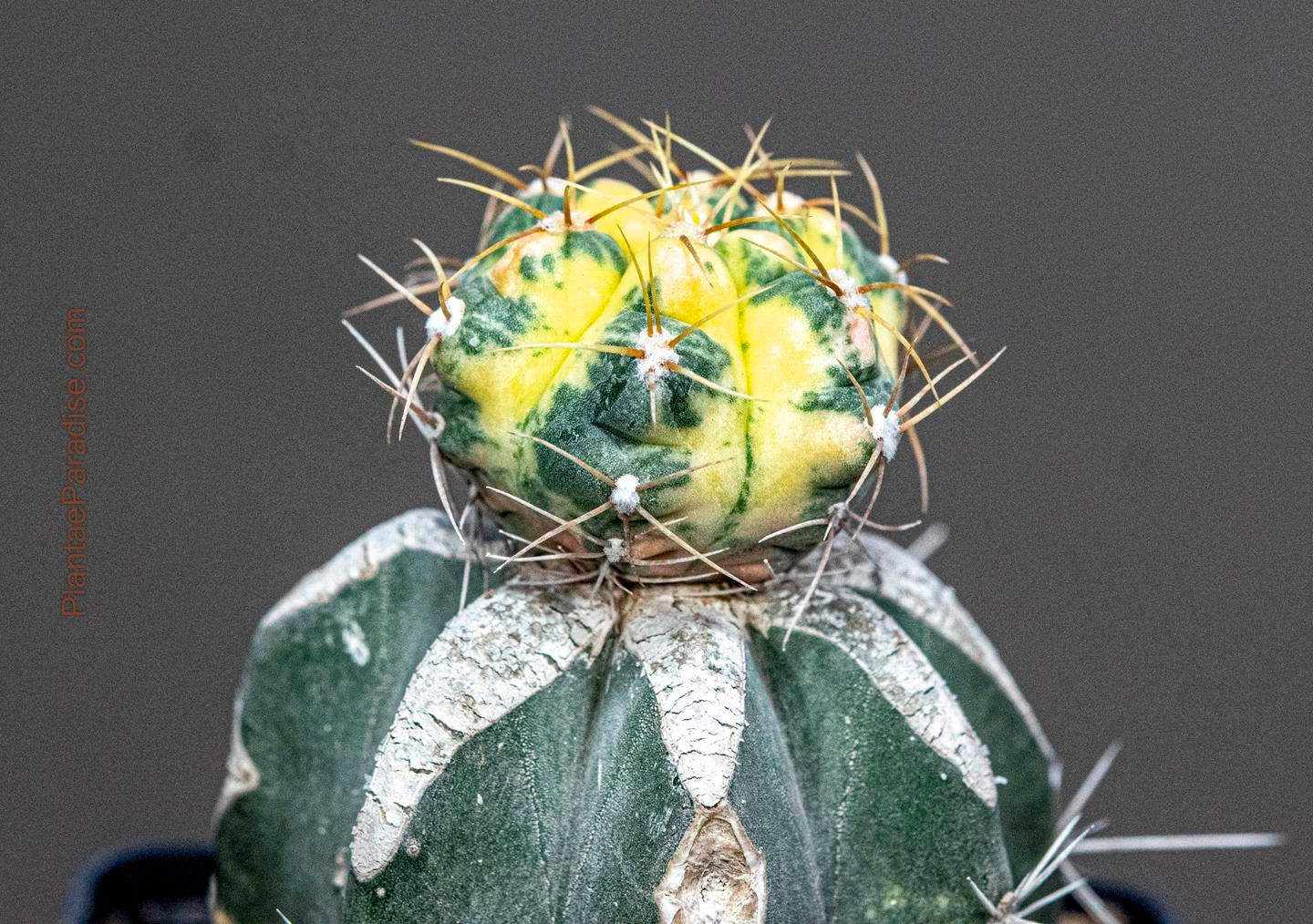 Gymnocalycium buenekeri variegated
