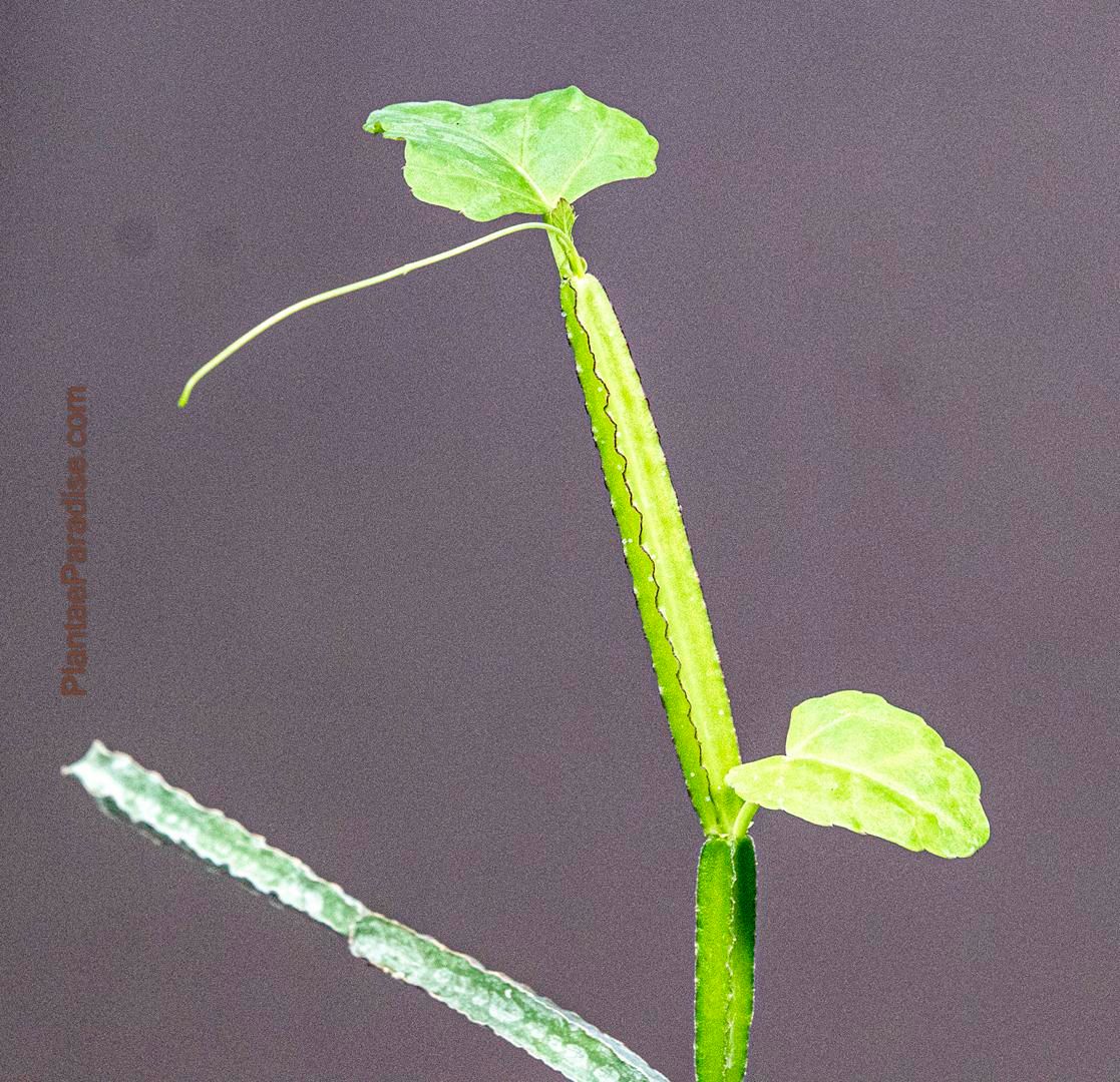 Cissus quadrangularis (Hadjod)