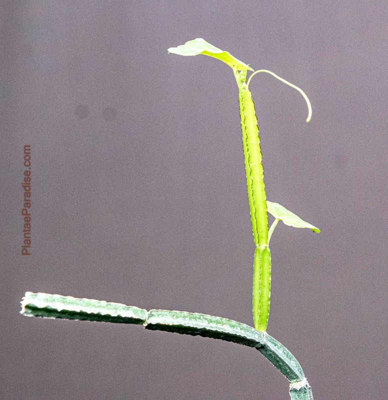 Cissus quadrangularis (Hadjod)