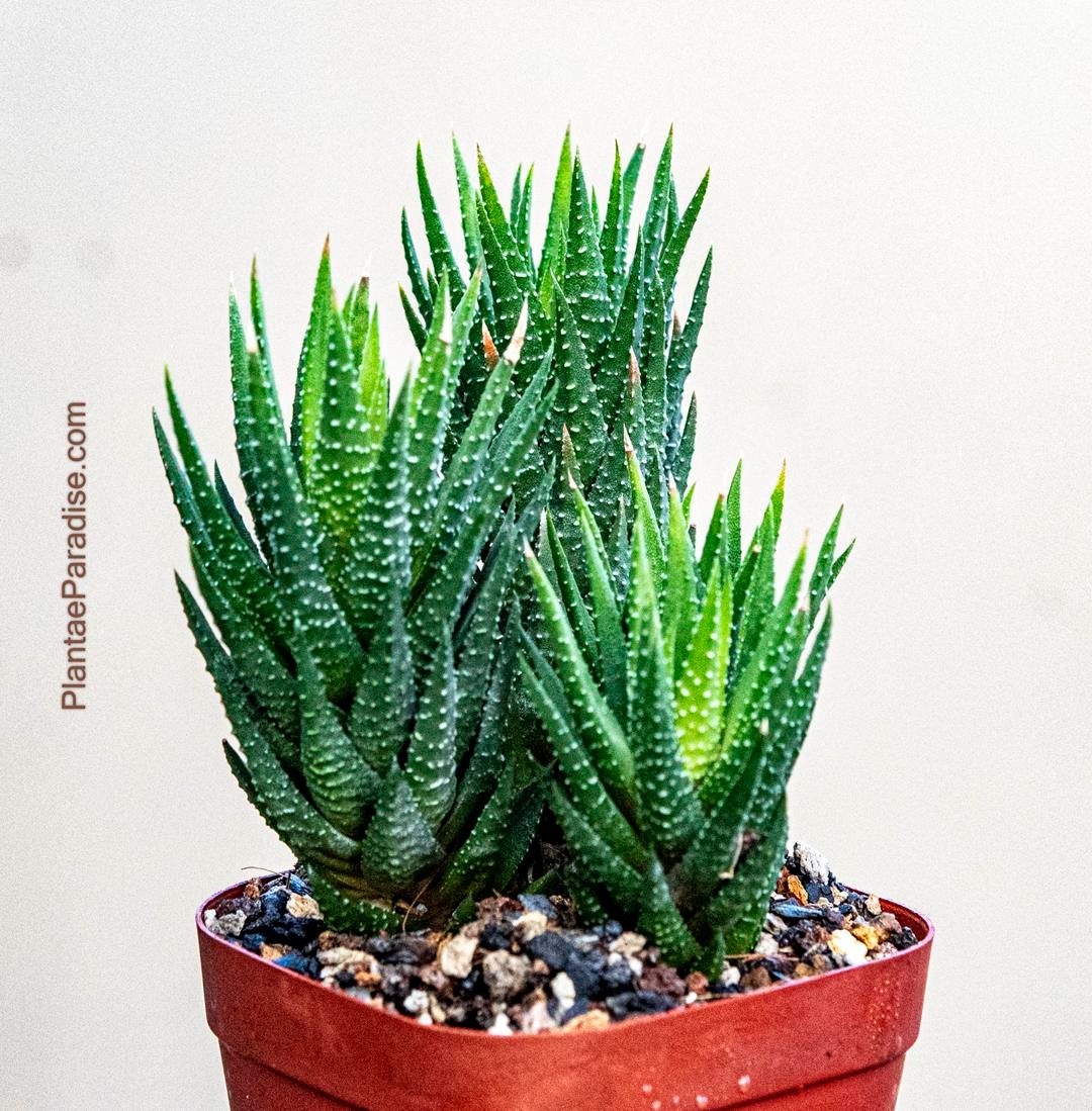 Haworthia reinwardtii variegated
