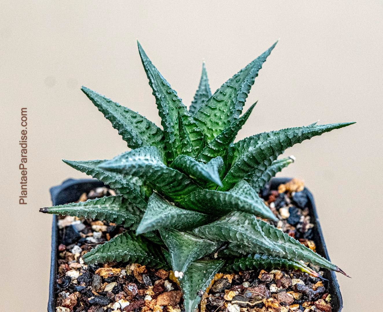 Haworthia limifolia var nigra