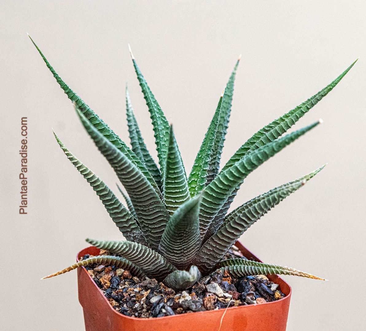 Haworthia limifolia (long leaf form) Haworthia limifolia (long leaf form)