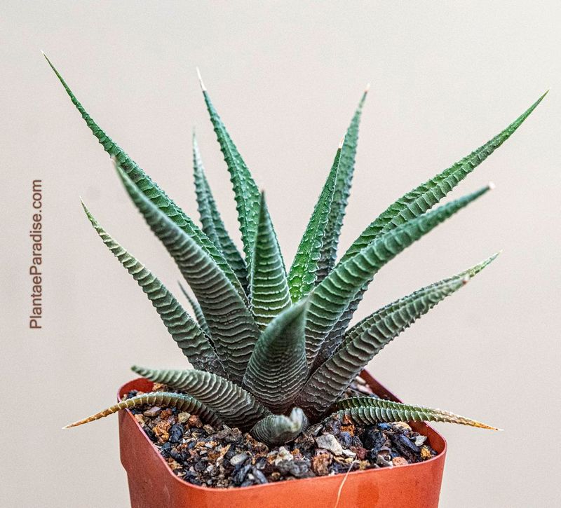 Haworthia limifolia (long leaf form) Haworthia limifolia (long leaf form)