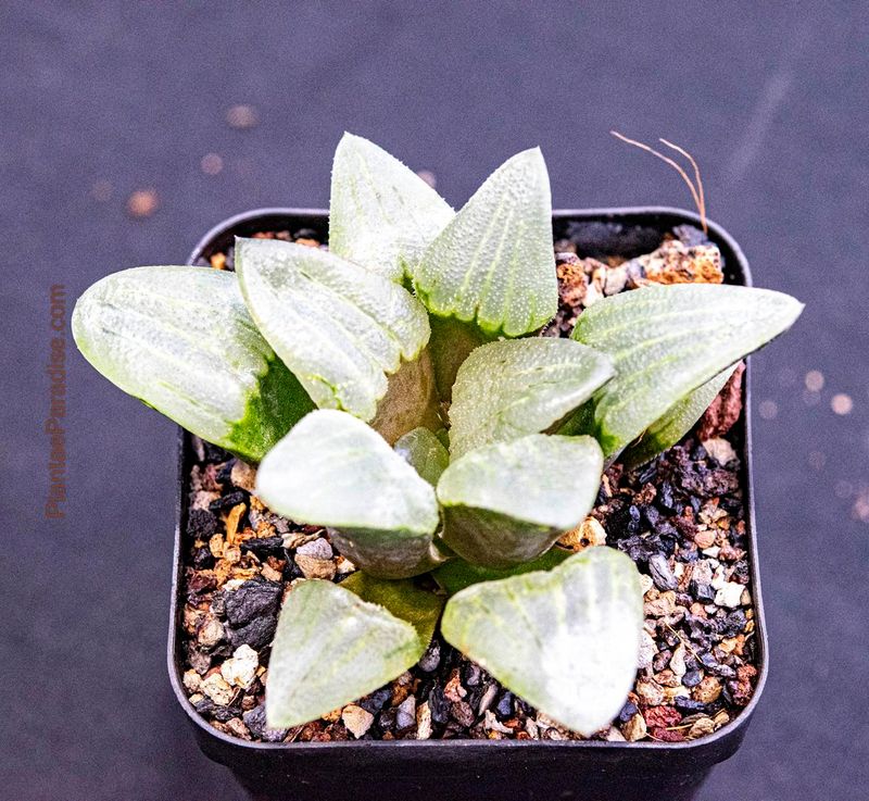 Haworthia emelyae var. comptoniana