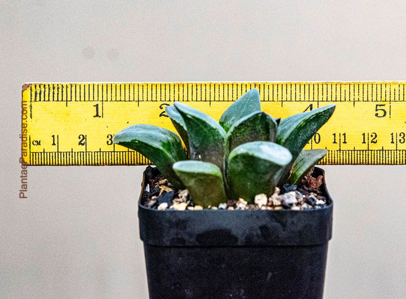 Haworthia emelyae var. comptoniana Haworthia emelyae var. comptoniana