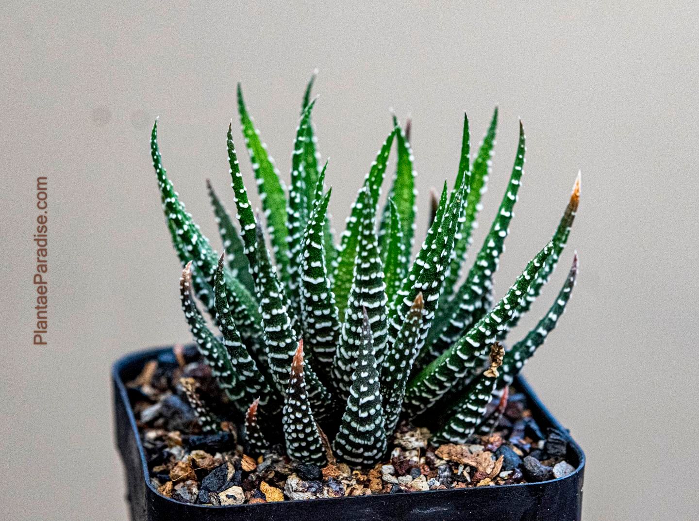 Haworthiopsis attenuata var. radula