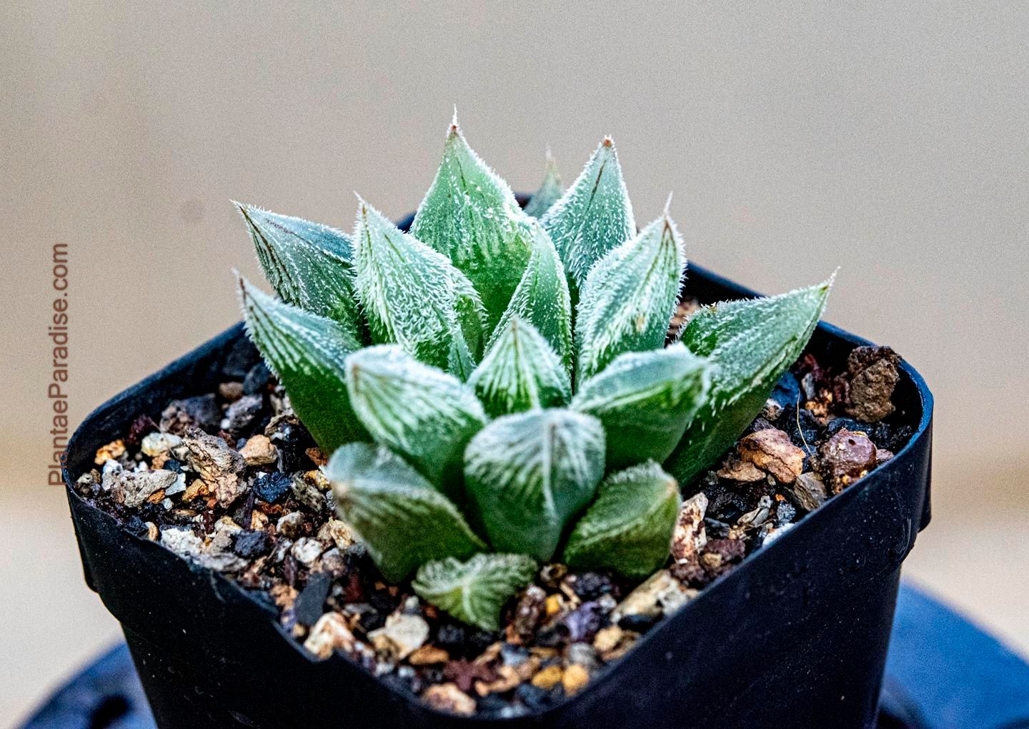 Haworthia borealis syn marumiana Haworthia borealis syn marumiana