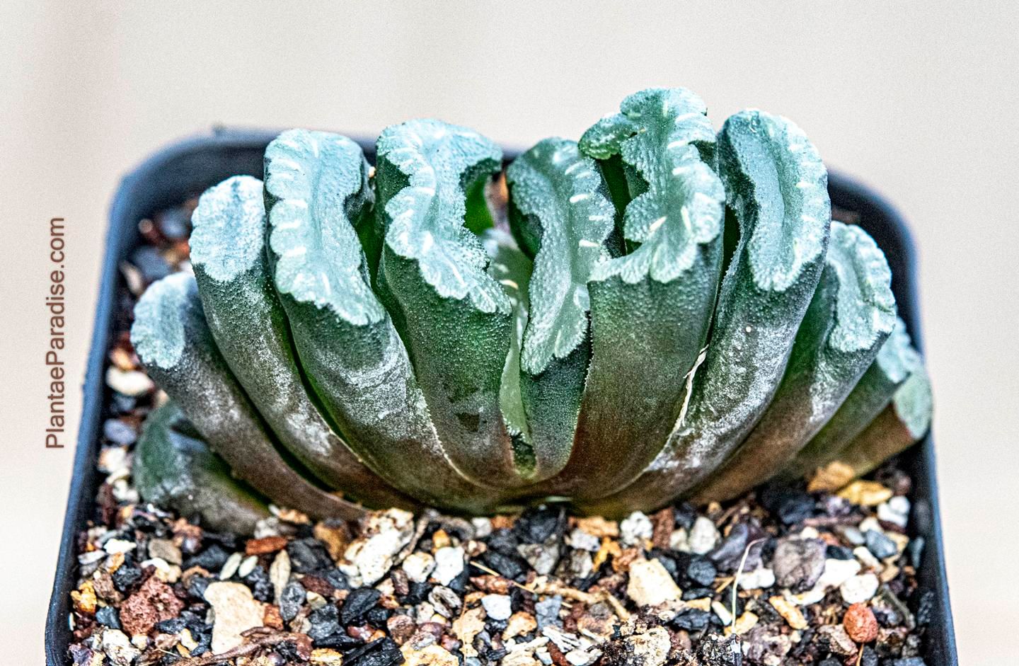 Haworthia truncata top-down view