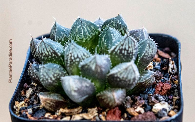 Haworthia cv Mirrorball