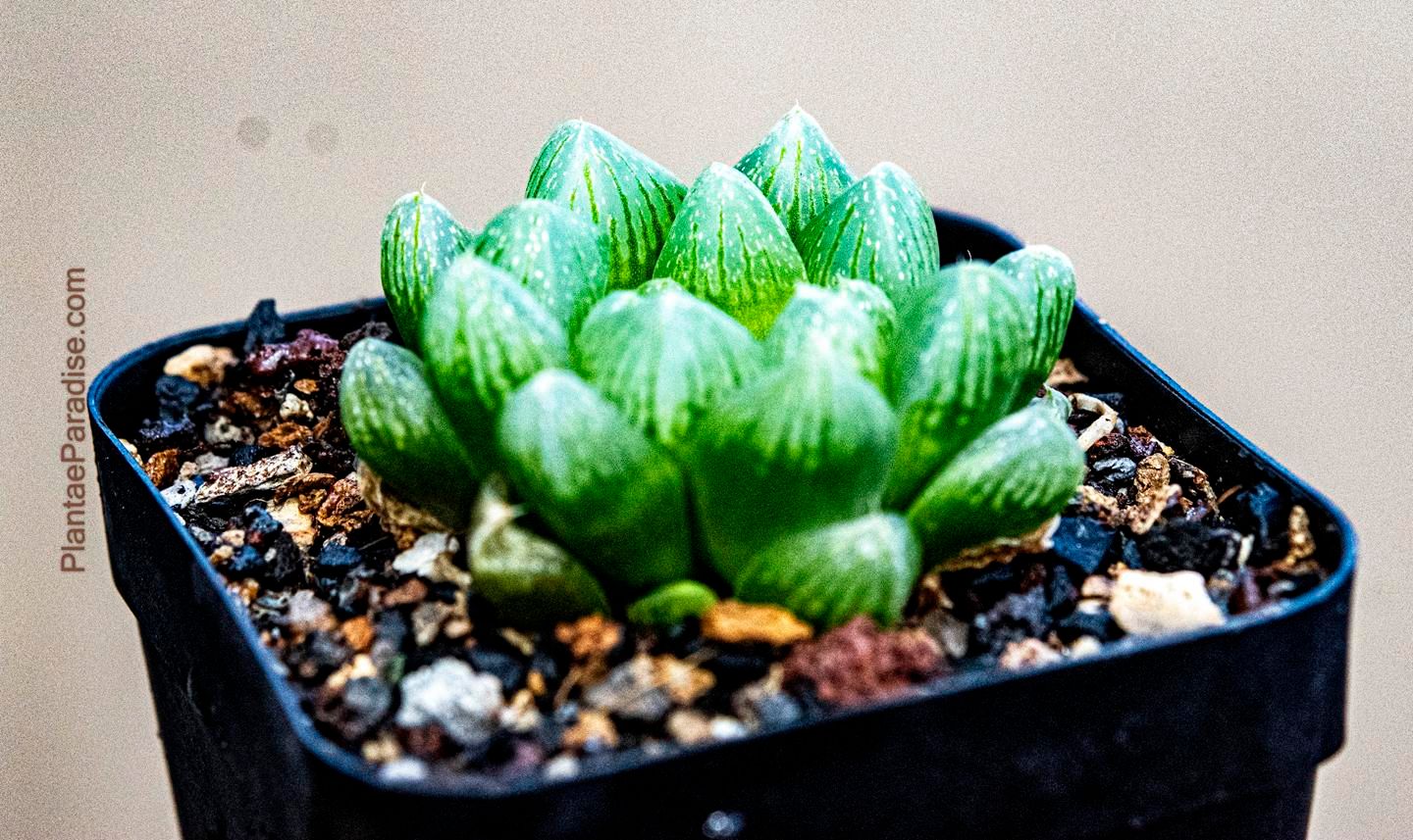 Haworthia obtusa Haworthia obtusa