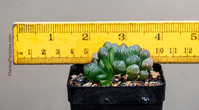 Haworthia cooperii var pilifera form truncata