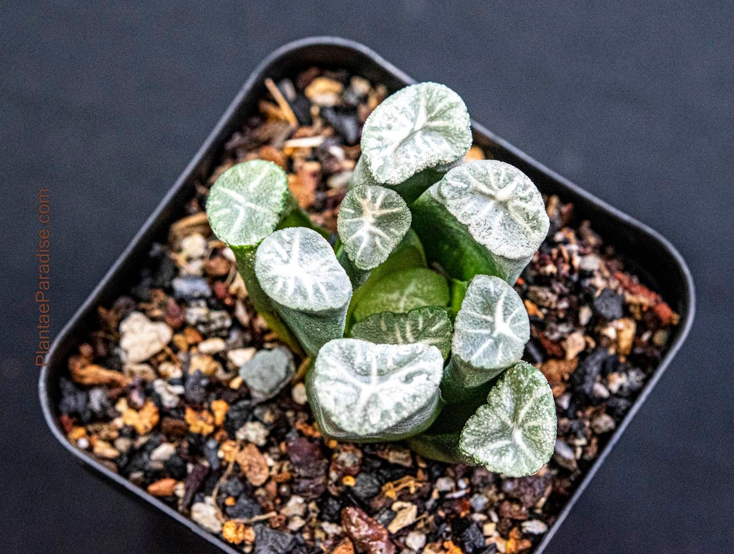Haworthia truncata var. maughanii Haworthia truncata var. maughanii