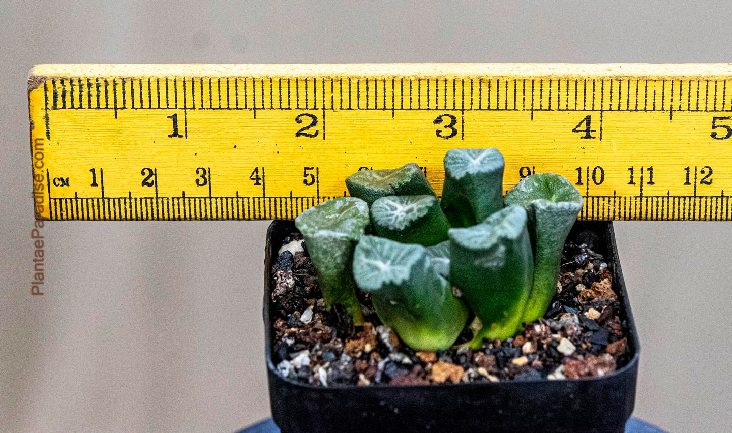 Haworthia truncata var. maughanii (Snow Peaks) Haworthia truncata var. maughanii (Snow Peaks)