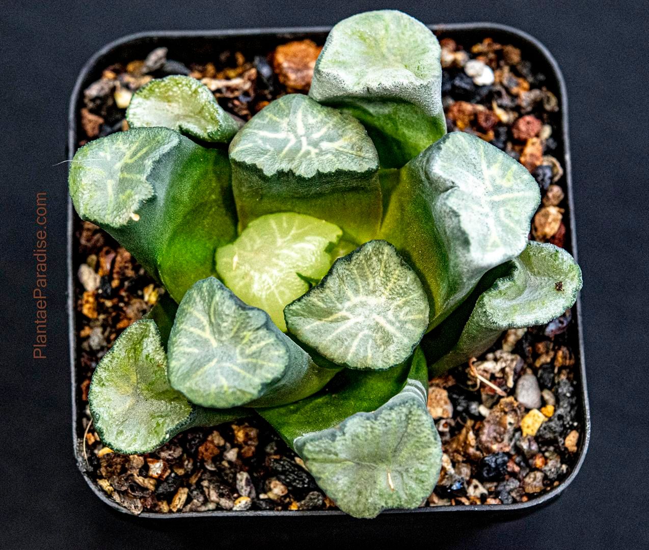 Haworthia truncata var. maughanii (patterned window)